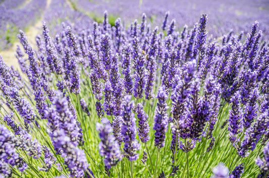 Field of Lavender