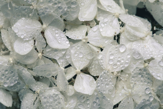 Closeup of a Hydrangea